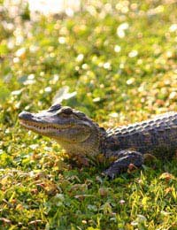 New York City Gators Alligators Sewer
