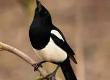 Saluting Magpies