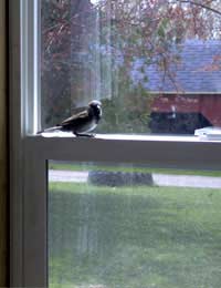 Do Birds Flying Into A Home Equate To Death?