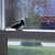 Do Birds Flying Into A Home Equate To Death?