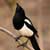 Saluting Magpies
